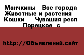 Манчкины - Все города Животные и растения » Кошки   . Чувашия респ.,Порецкое. с.